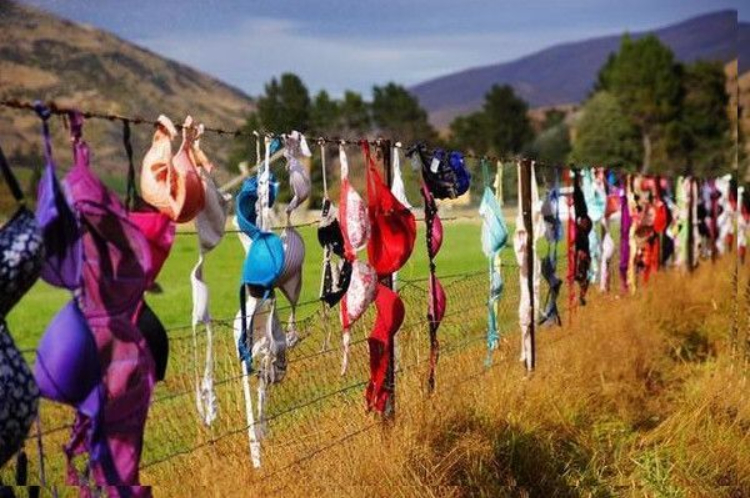 新西兰"内衣墙"有多特别?自愿脱掉内衣,为何男子建议要拆掉?