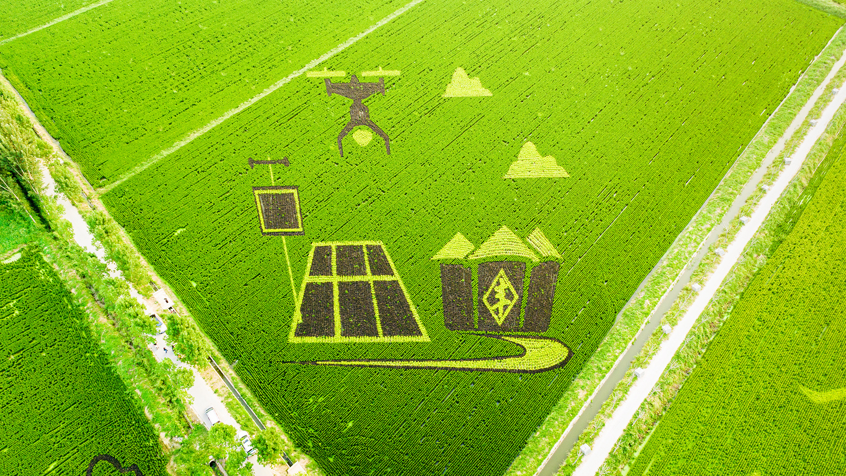 山东好景丨济南"稻田画"美得让人心醉