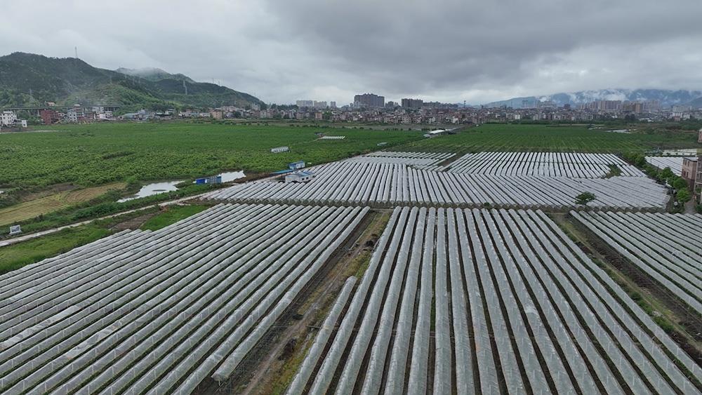 藍山縣塔峰鎮嶺腳村葡萄園裡管護忙不負農時不負春