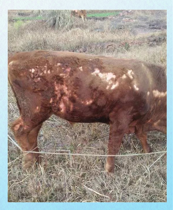 牛虱的治疗与全面预防措施解析