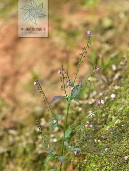 治中暑,热痱,湿疹