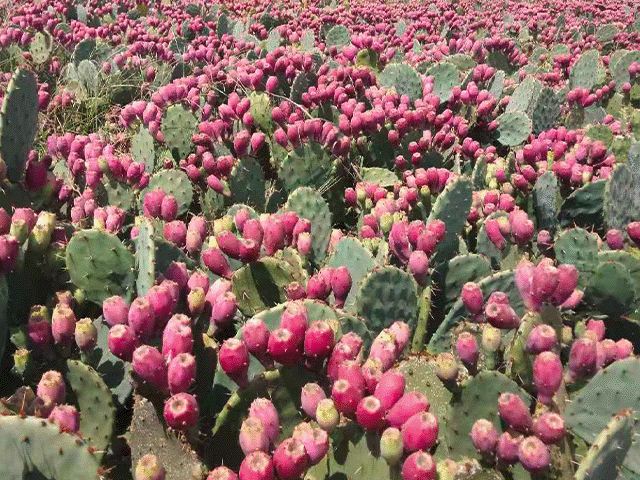 把"沙漠之光"梨果仙人掌果,做成气泡水,多维c,超清爽!