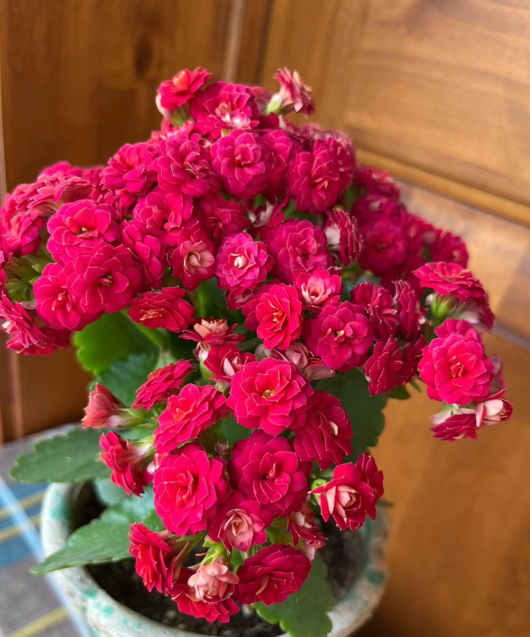 长寿花新品种—红狐狸,花朵大,颜色喜庆,多季绽放,你值得拥有