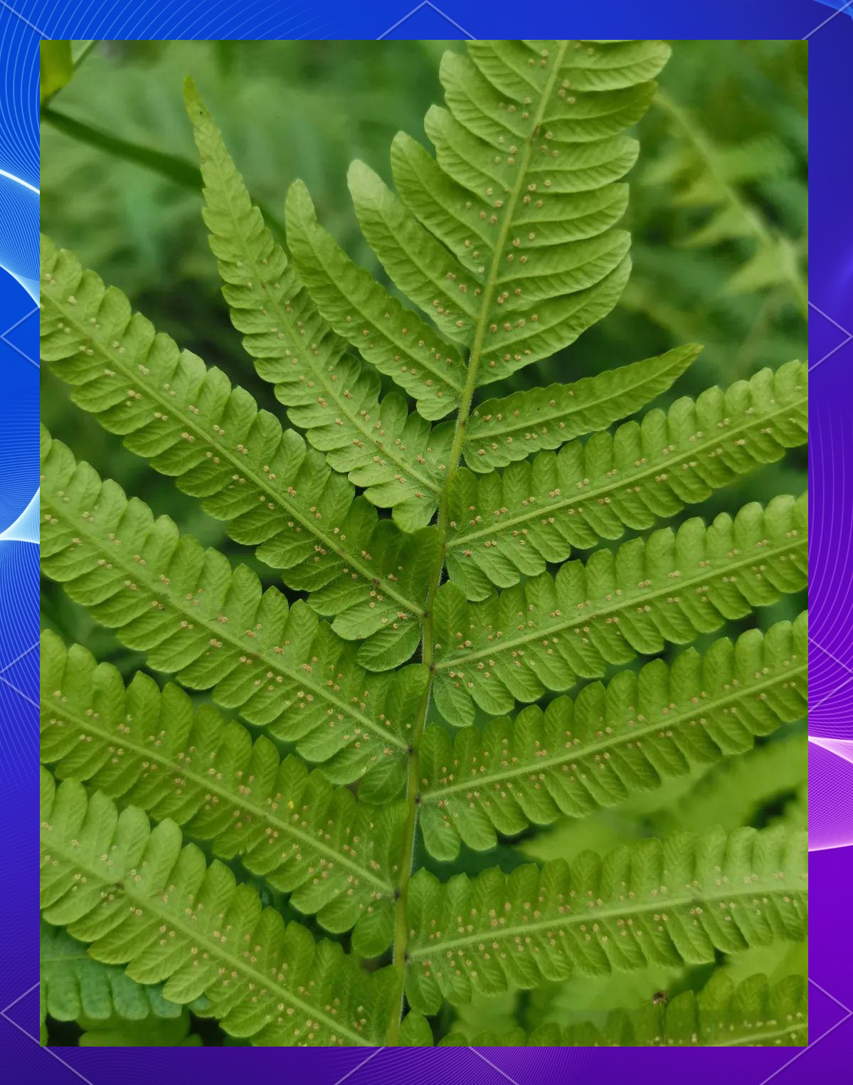 蕨类植物小探:华南毛蕨的独特形态与多样品种