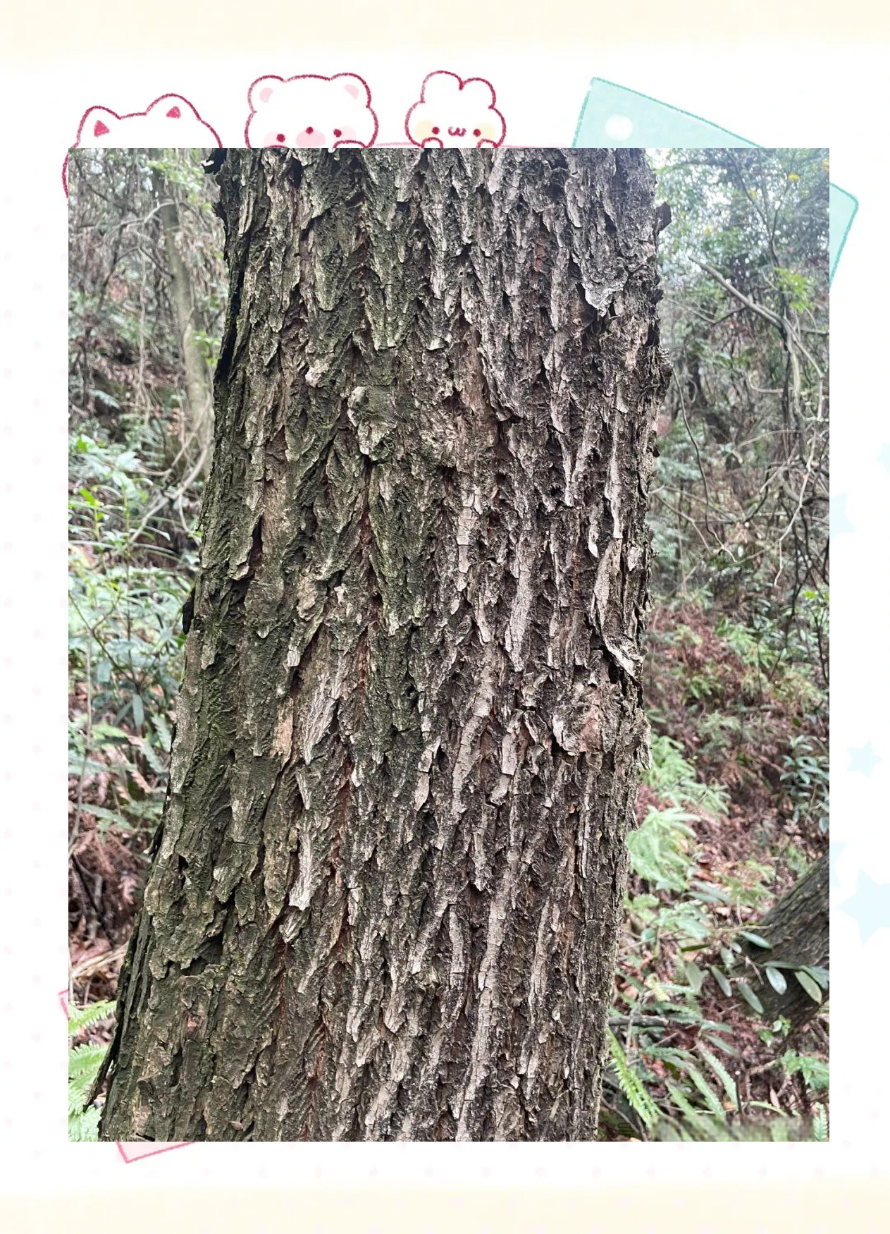 春季限定美景!檫木盛开南山