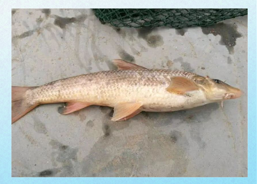 这种鱼,在黄河靖远段才能被冠以"鸽子鱼"之名,其学名为北方铜鱼