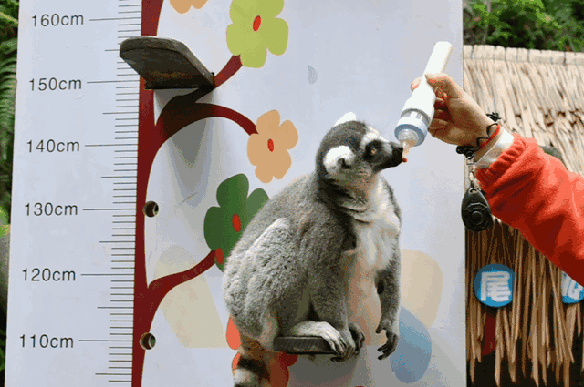 成都出发2h刹拢,与野生动物亲密接触,全家出游首选