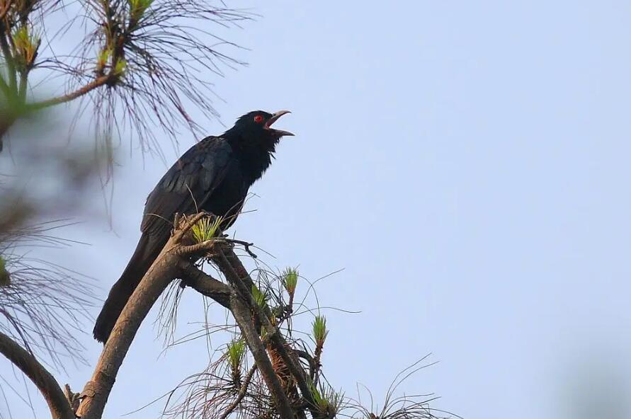 风雷传说:苦熬鸟的传说