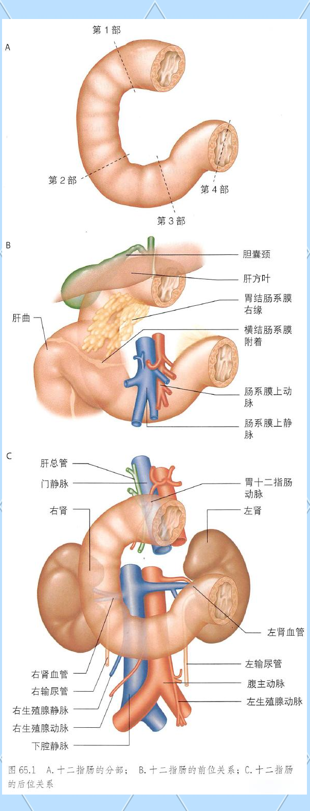 从十二指肠到直肠:小肠和大肠的影像与结构详解