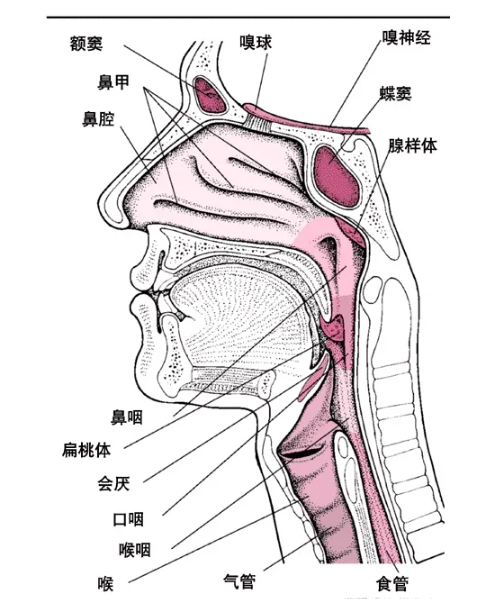 会厌在咽喉的哪个位置图片