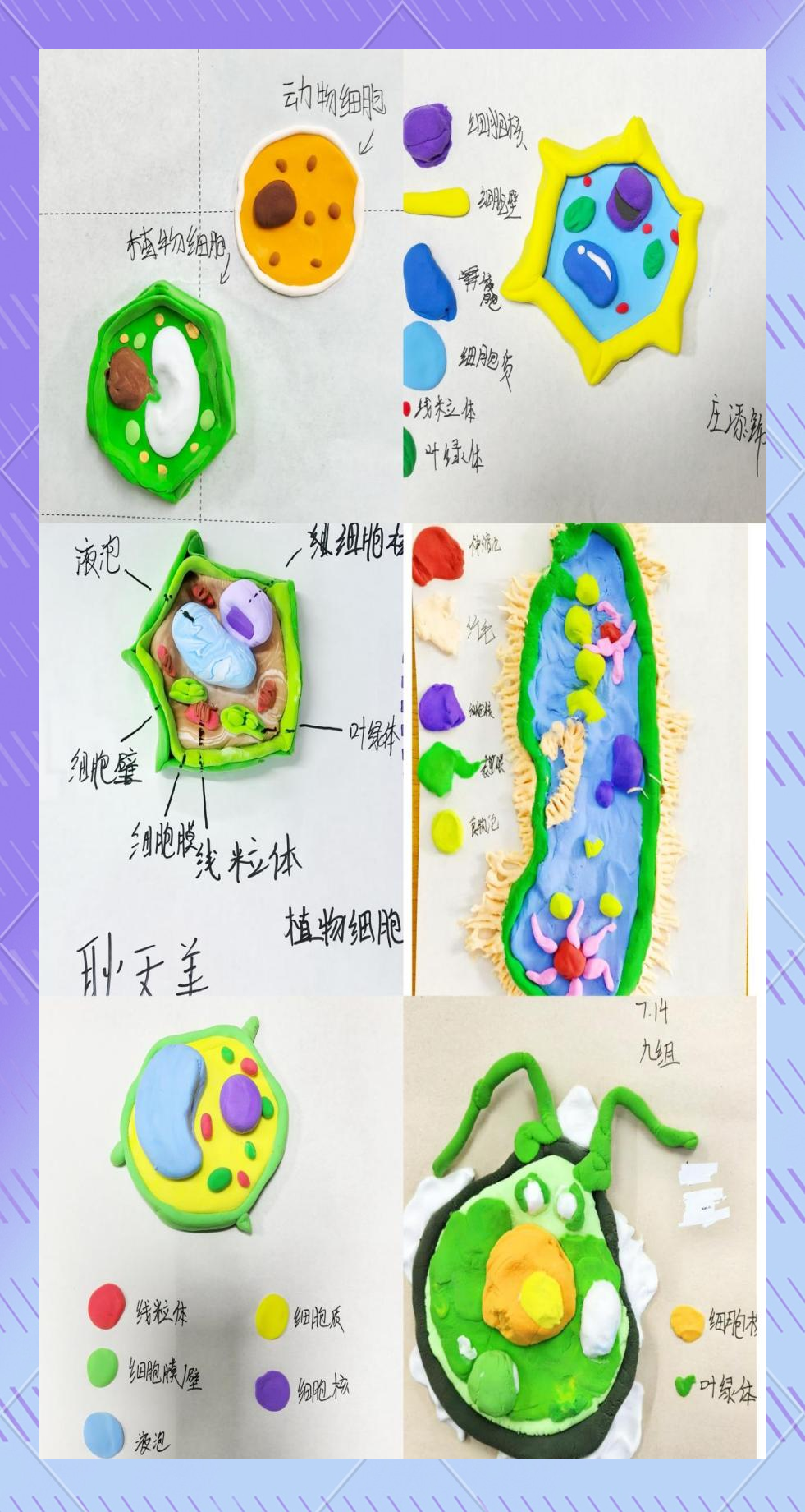 细胞模型,细胞模型制作 细胞模型,细胞模型制作