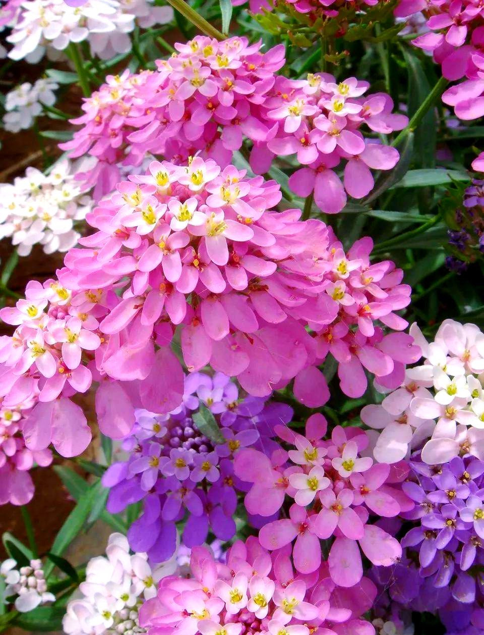 蜂室花种植全攻略:从播种到养护的实用技巧