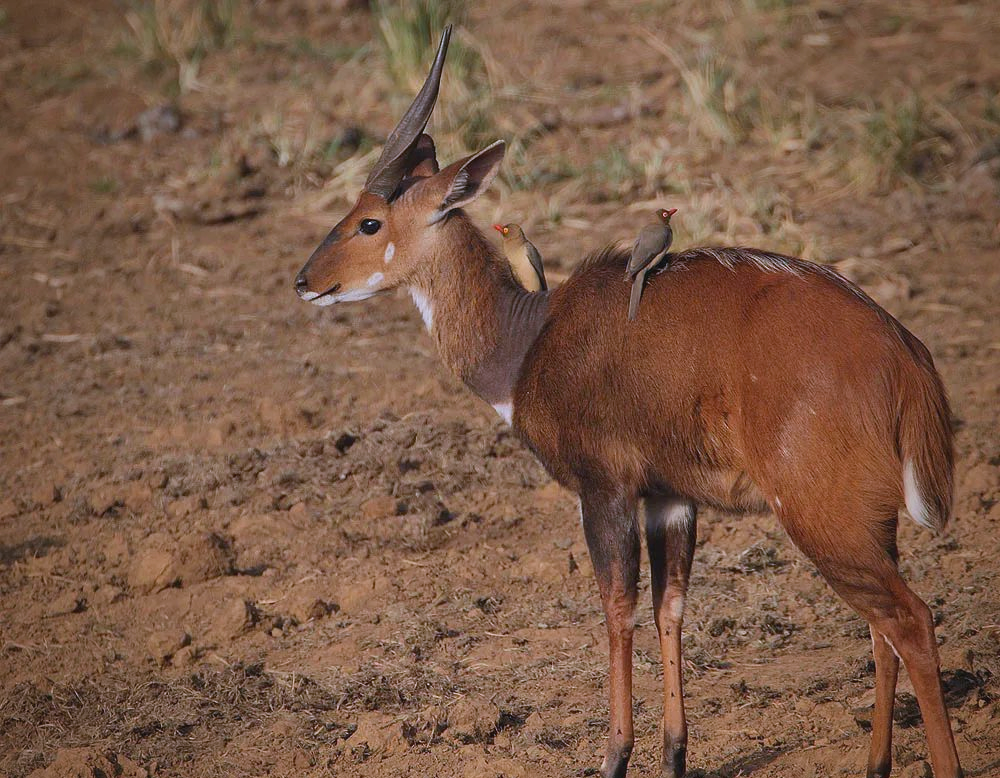 叔说动物:探秘牛亚科下的多样羚羊