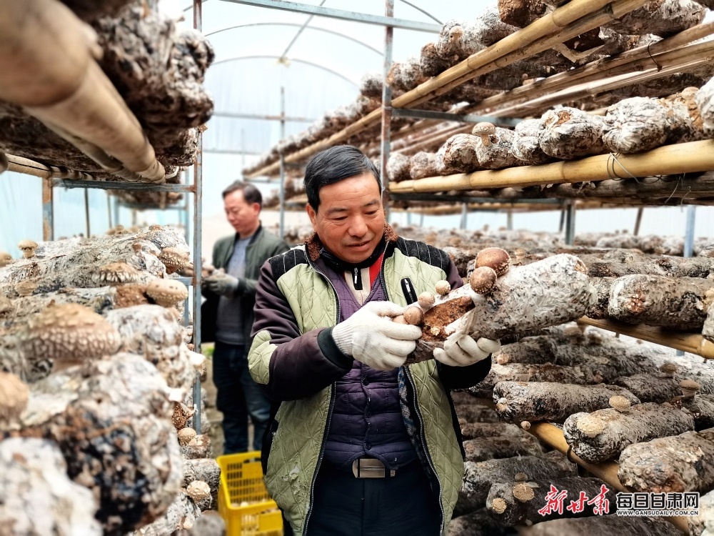 康县白杨镇竹园村的香菇丰收啦!