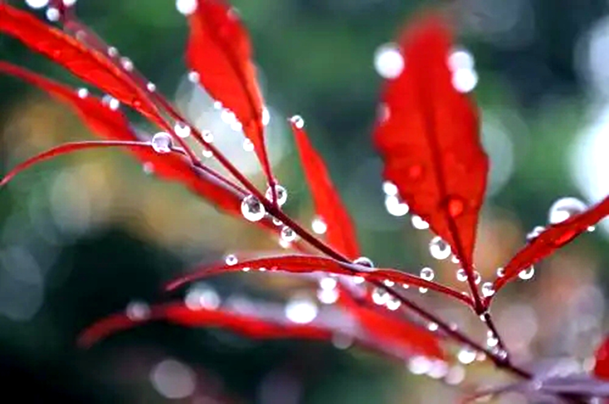 秋雨图片大全唯美图片