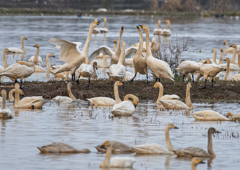 新春走基层|岳阳东古湖:百鸟啾啾闹新春