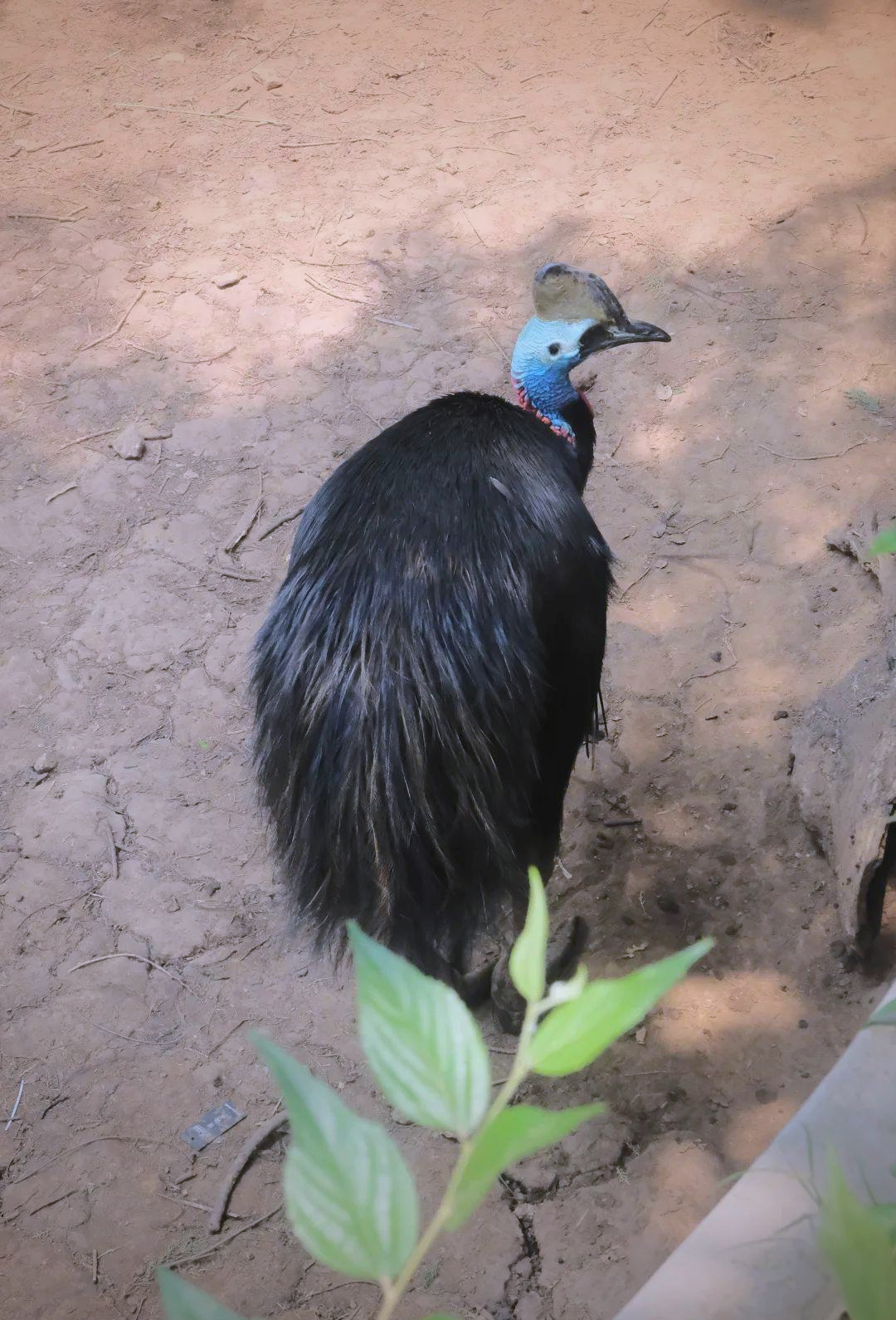 世界上凶猛无比的鸟类