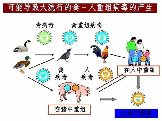 禽流感图片解剖图图片