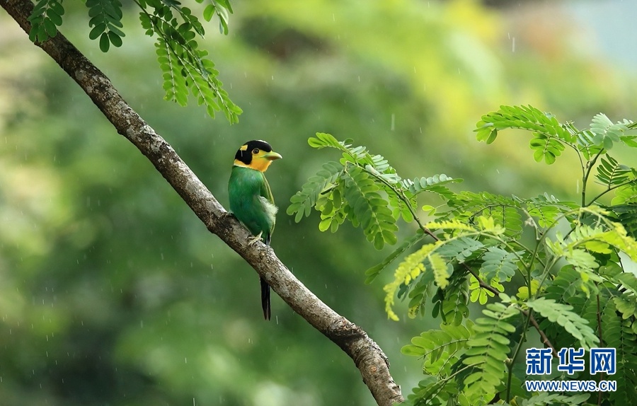 國際愛鳥日|雲南鳥類