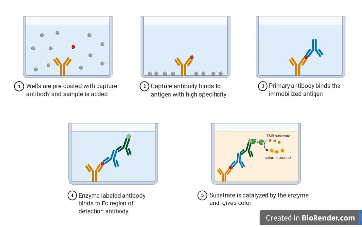 elisa 测试原理及特点