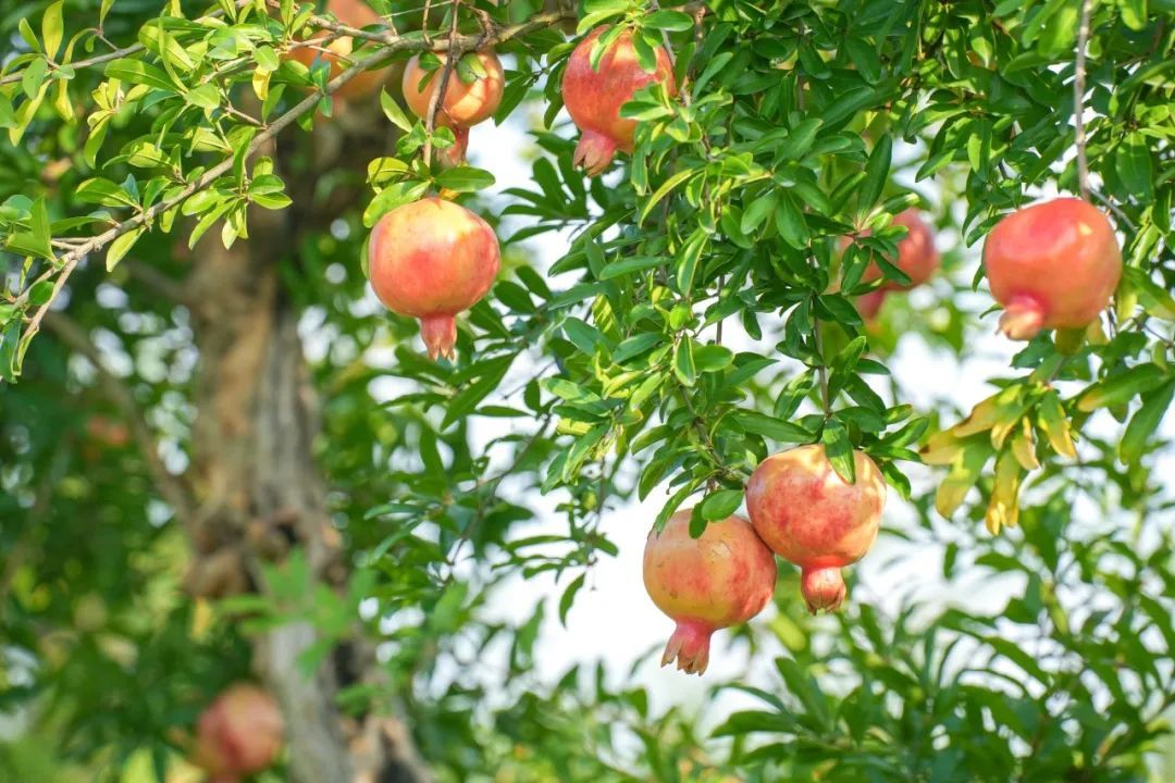 "榴"住秋日好时光,一起打卡石榴园