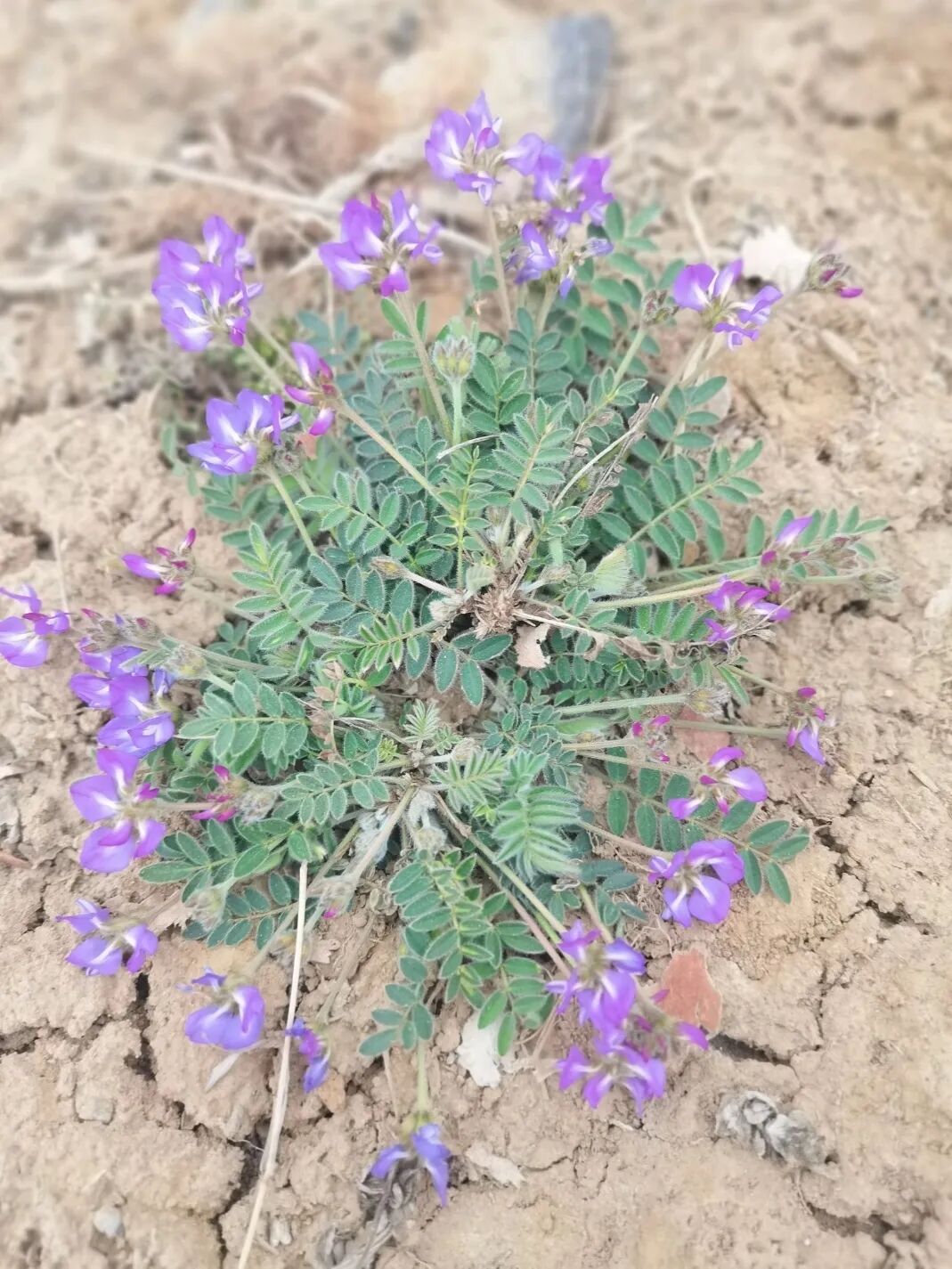 米口袋|田埂边的"小紫花"像极了豌豆,别名米布袋,竟是止血消肿的民间