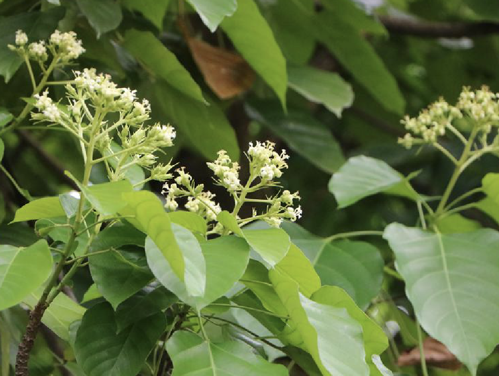 优良的木本油料植物—东京桐