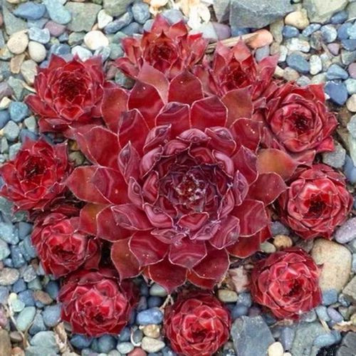 多肉品种:观音莲,红勋花,橘子球,黑暗女神,炼金术士