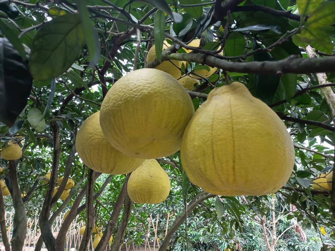 柚香飘万家,合江真龙柚参评"2021年十大美食地标" 助推乡村振兴|寻找