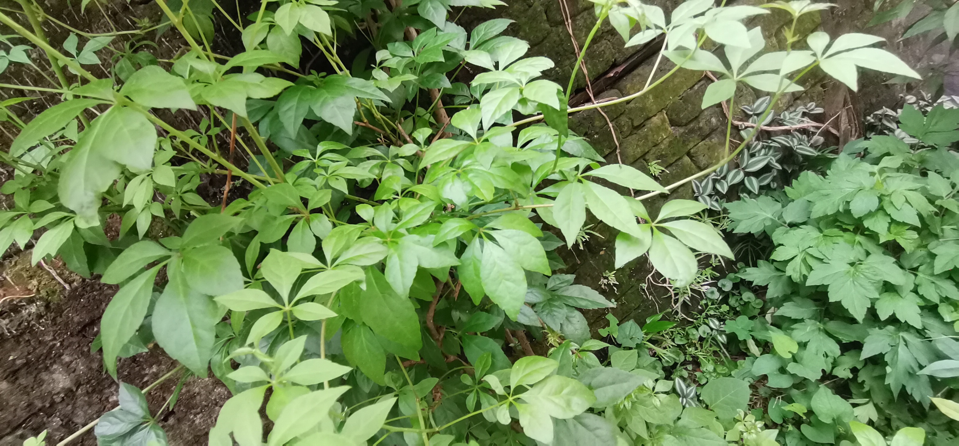 五加皮即五加科的细柱五加,是传统的祛风除湿药