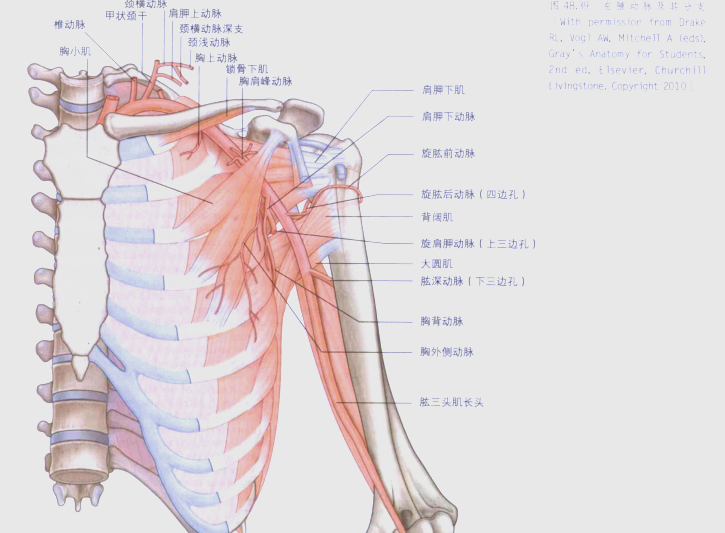 腋窝的详细解剖结构与内容概述