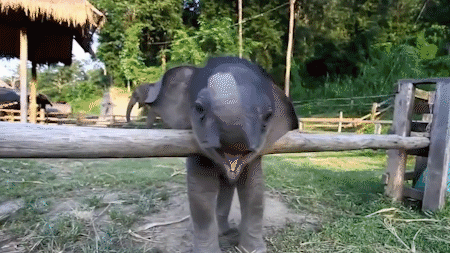 云南小象宝宝为什么如此淘气?因为它是个"坏小子",并不是萌!
