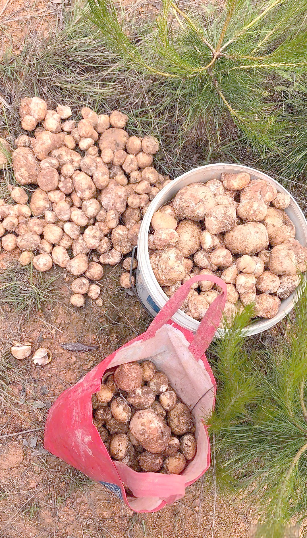野生石头菇,错过便难再尝鲜