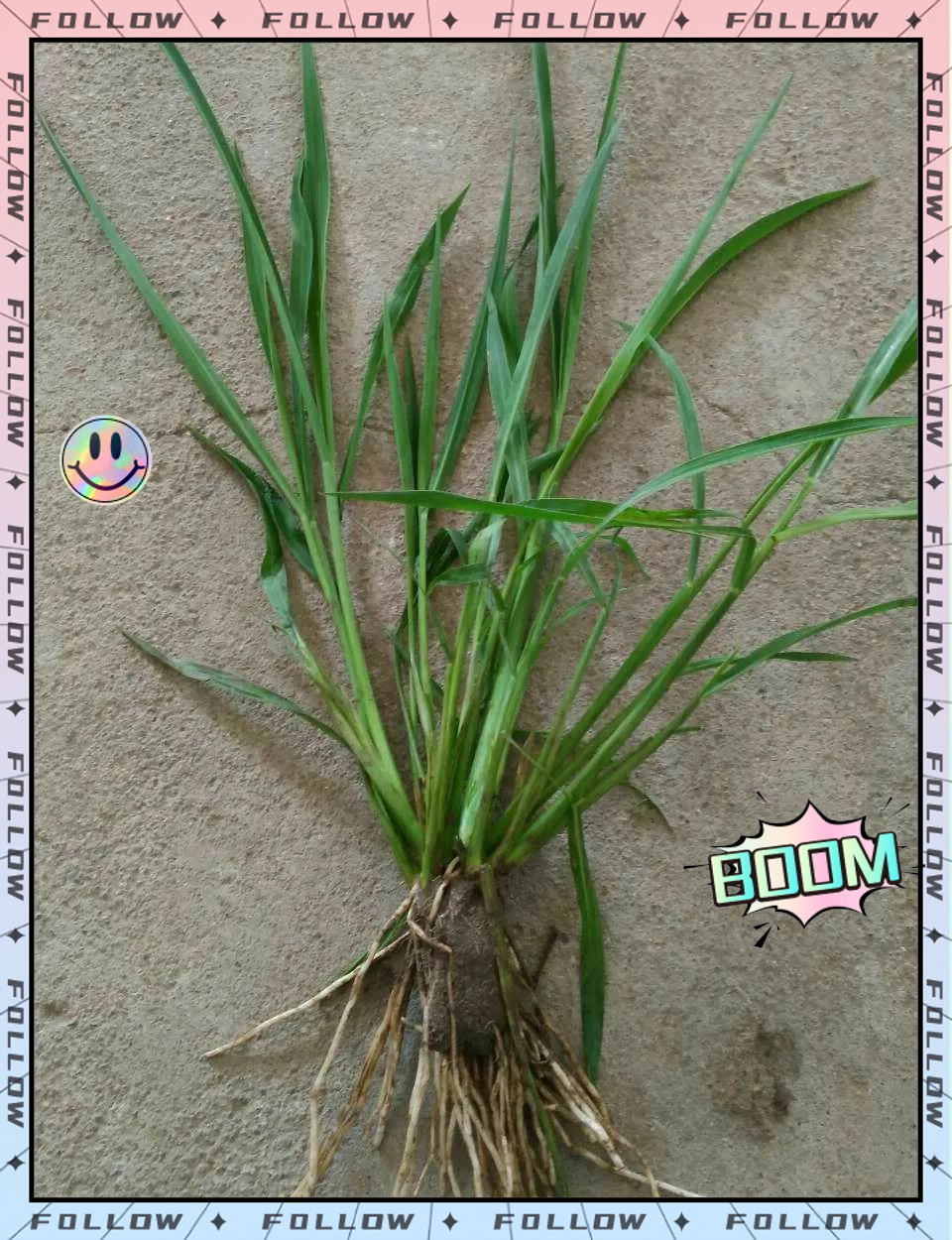 那么,稗根苗究竟有哪些具体的药用功效呢?又有哪些