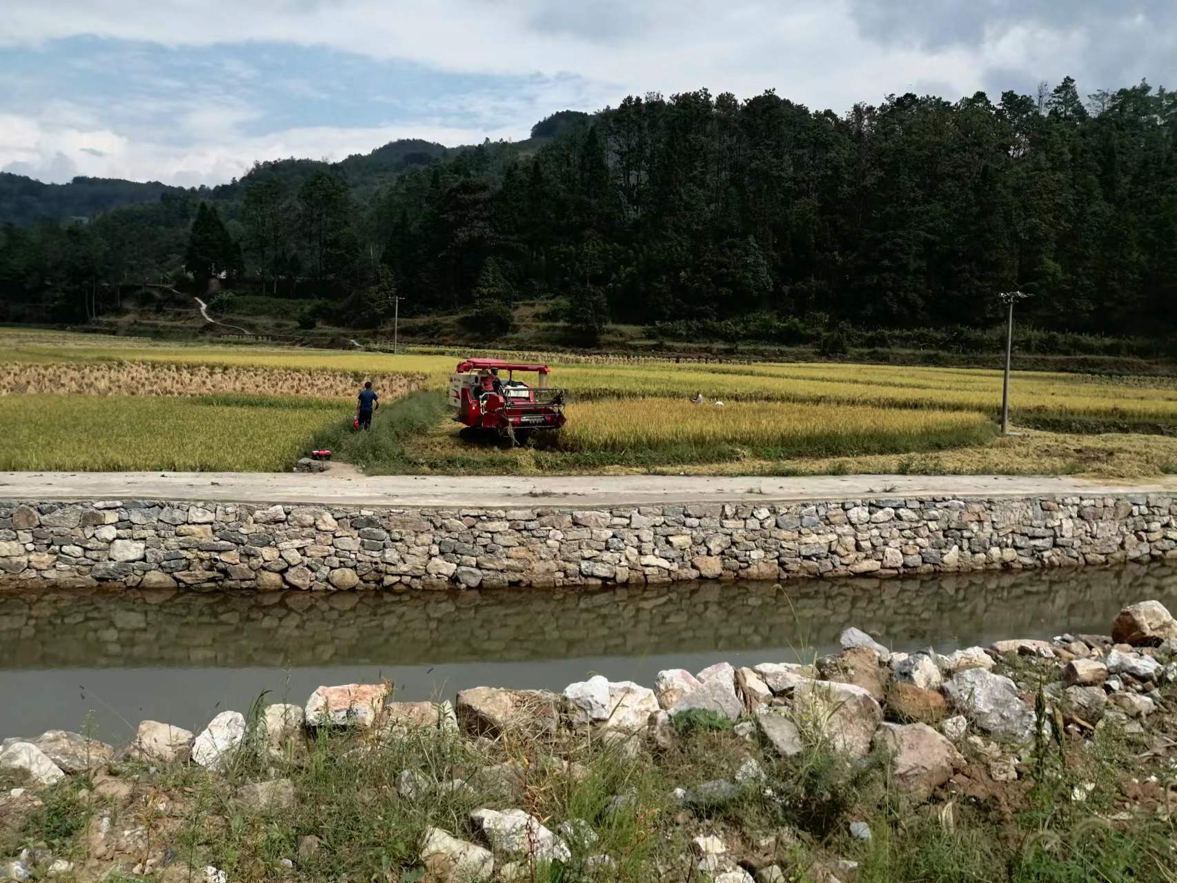 清镇市麦格乡大麦村稻谷飘香收获忙