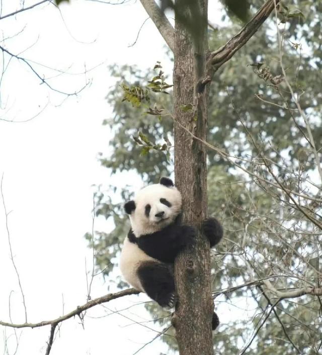 熊猫掌力多大图片