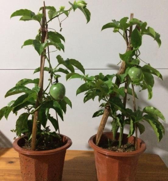 百香果的养殖方法和注意事项,种植小贴士,轻松掌握家庭园艺技巧