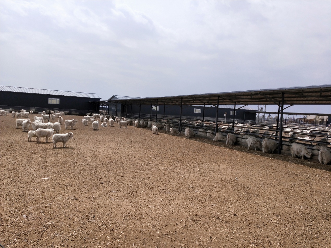 盟畜牧研究所科研人员深入阿左旗白绒山羊养殖标准化示范区开展技术