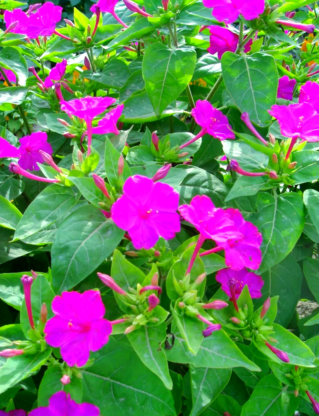 探索紫茉莉的多样花色:您见过这些美丽的颜色吗?