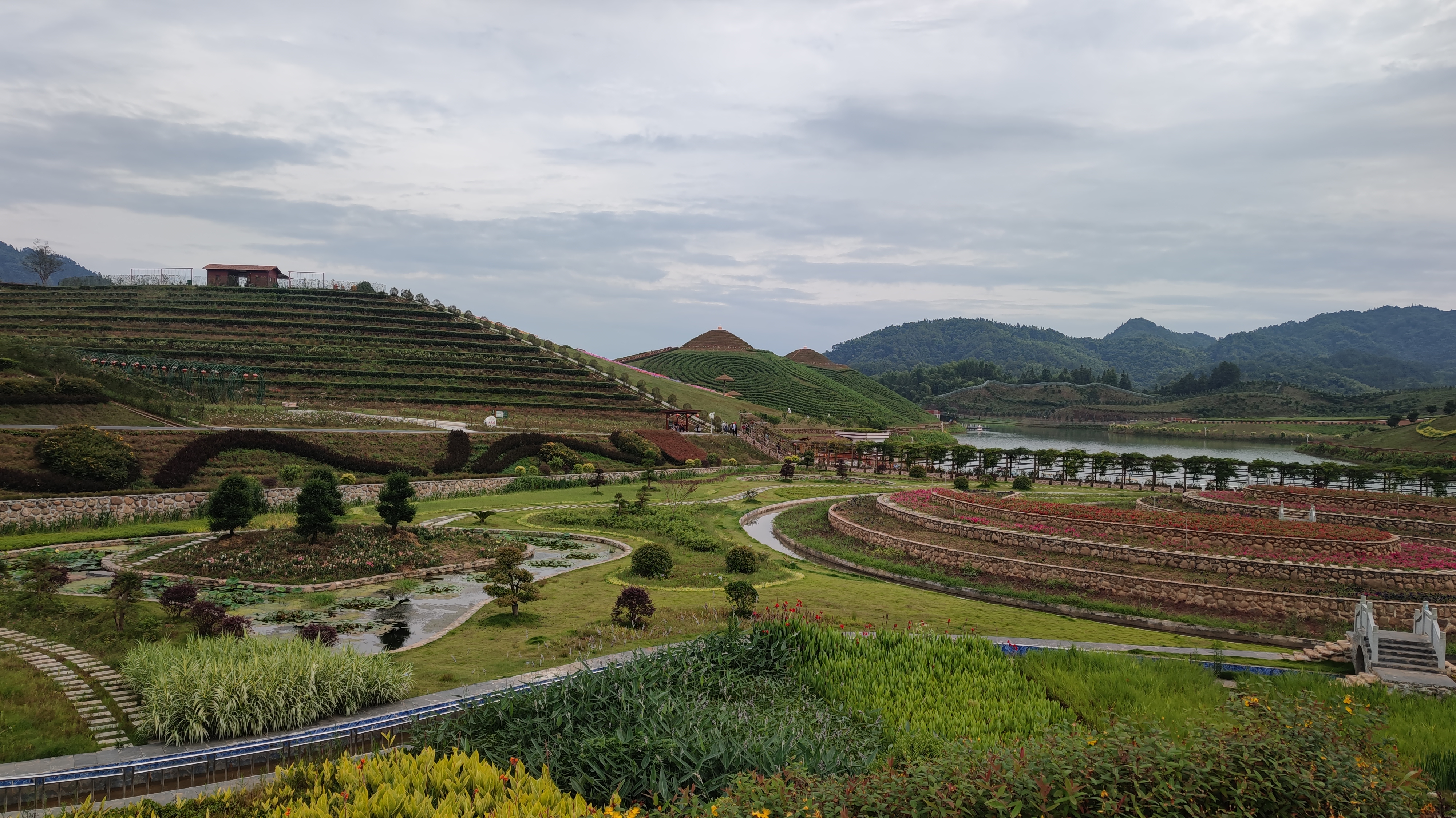 湖南华莱茶香花海图片