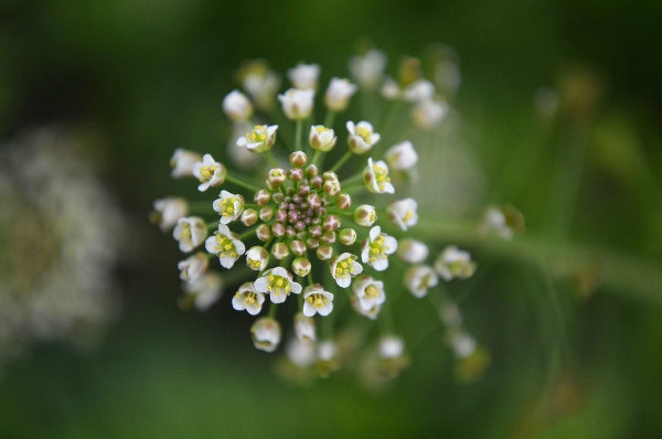 荠菜花的样子图片图片