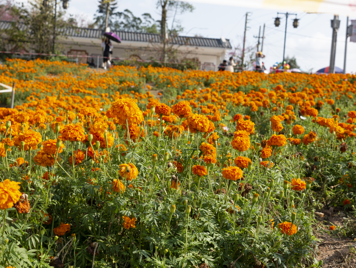 廉江櫻花公園隨拍