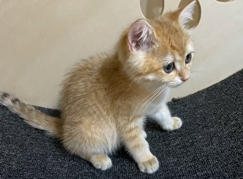 8000买了只金渐层,猫咪到家后,发现是跟橘猫串的