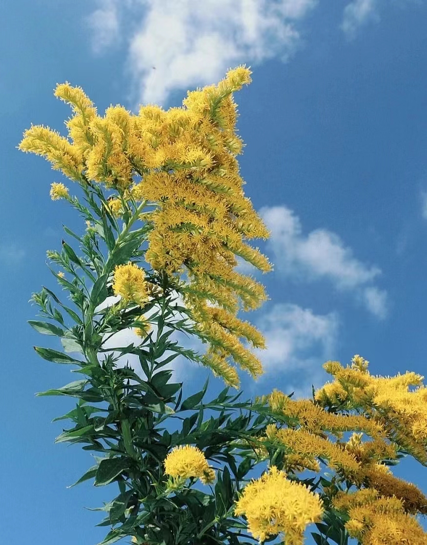 加拿大一枝黄花简介图片