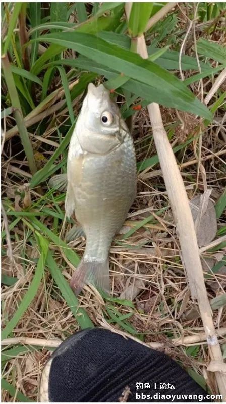 出鞘瘋影鯽,魚塘瘋釣鯽!