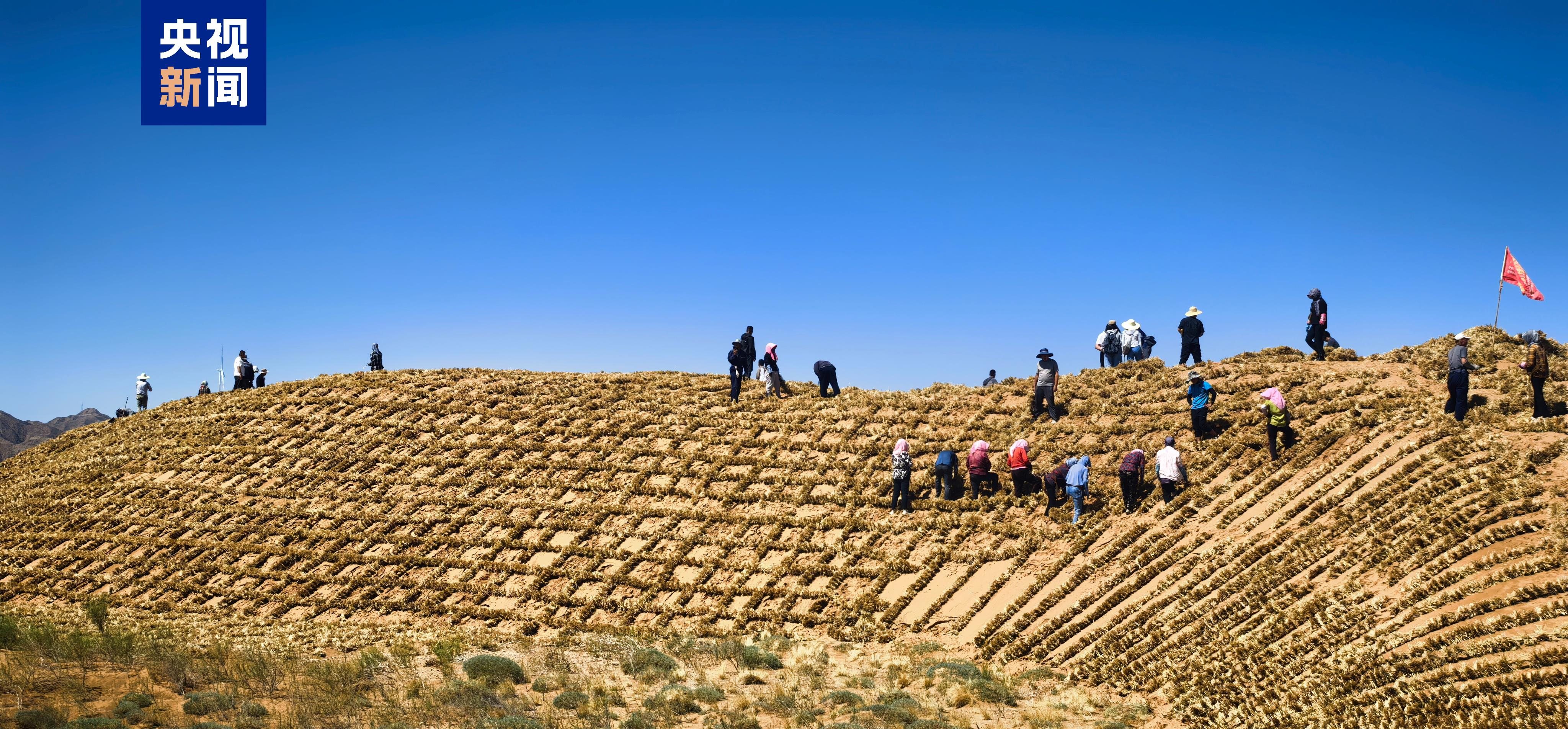 总长153公里!腾格里沙漠东南缘固沙锁边防护带合龙