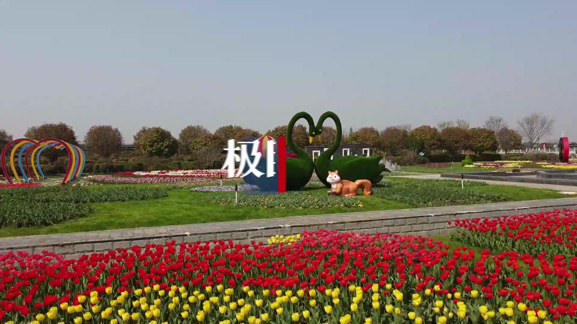 花中藏花百万株郁金香绣出玫瑰梅花紫荆花