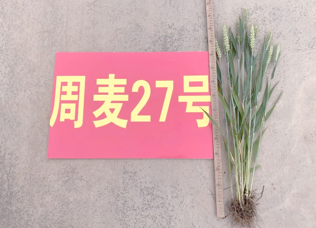 周麦27号小麦品种特性及栽培指南