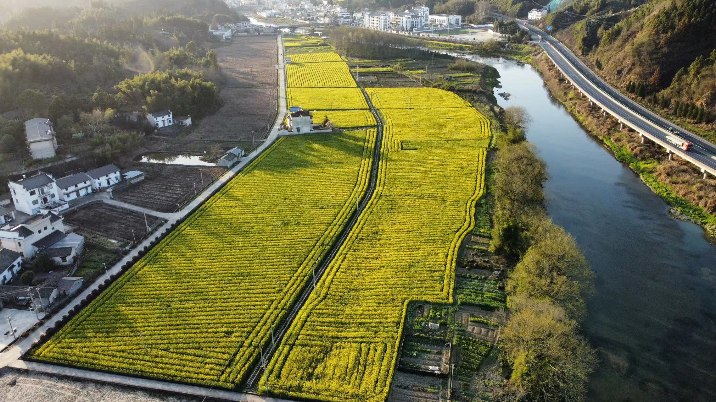 「相约安徽·向春而行」黟县渔亭镇:发展花产业 做足"花文章"