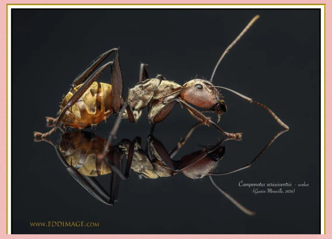 金色蚂蚁的神秘世界与重要角色